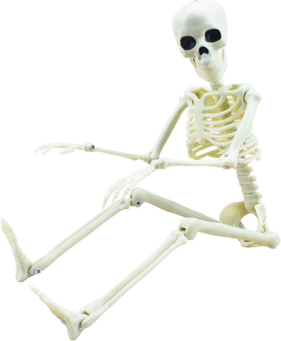 16-inch Full Body Halloween Skeleton with movable joints