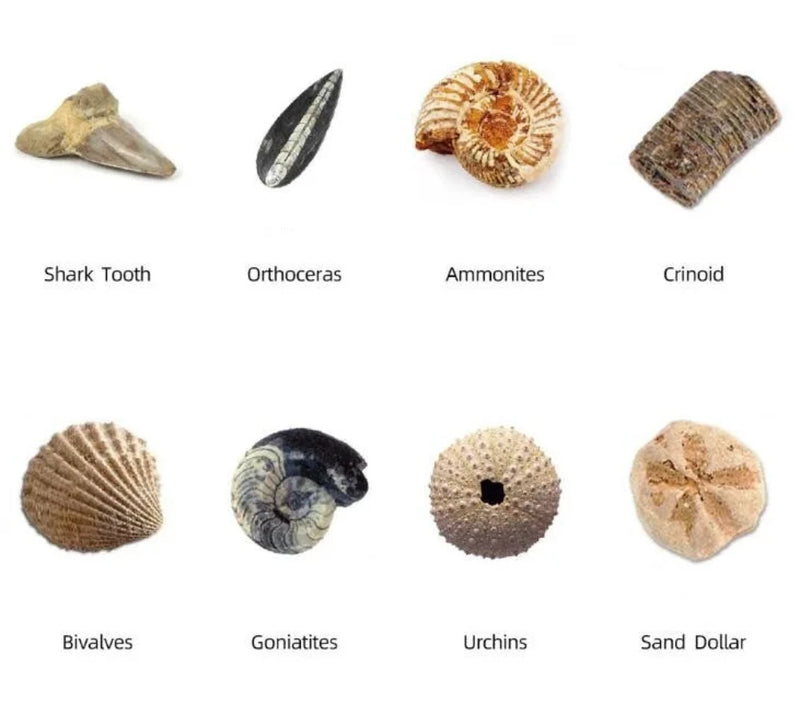 ariety of fossil samples in Fossil Mining Kit, including ammonites, shark tooth, and sand dollar